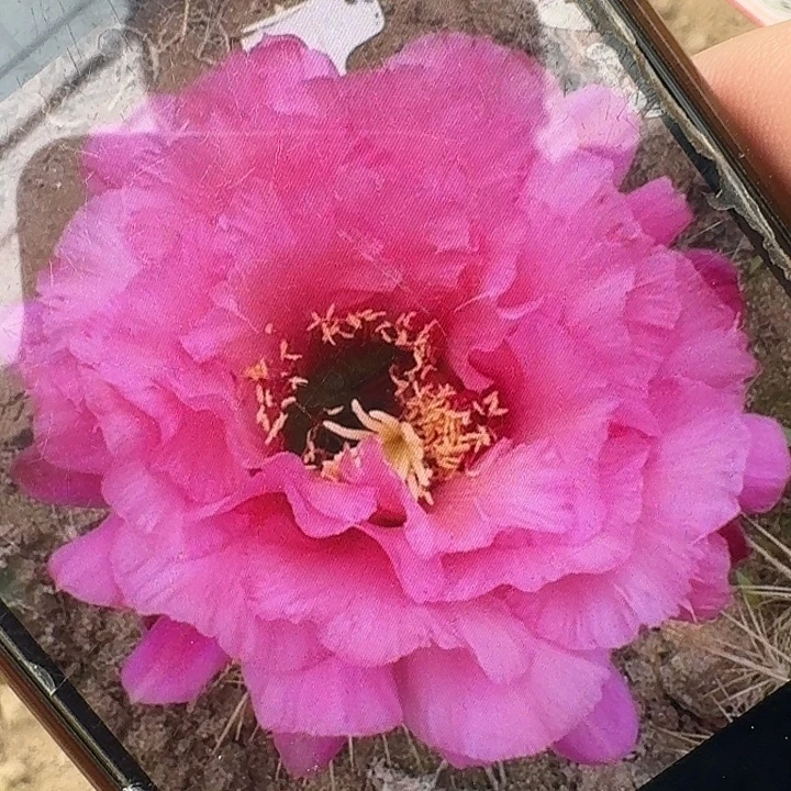 江山如画带根6公分毛花柱
