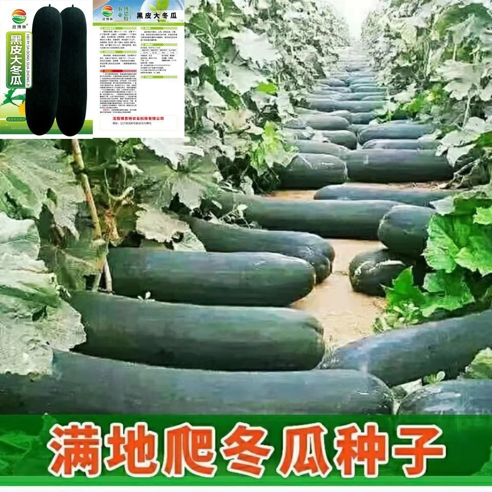 黑皮冬瓜种子特大冬瓜种籽巨型杂交春夏秋四季阳台盆栽蔬菜孑