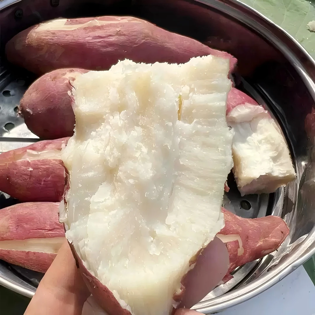 新鲜现挖沙土老式笨地瓜红皮白红薯红薯原产地