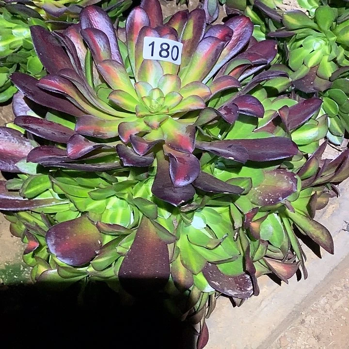 多肉植物法师180华纳