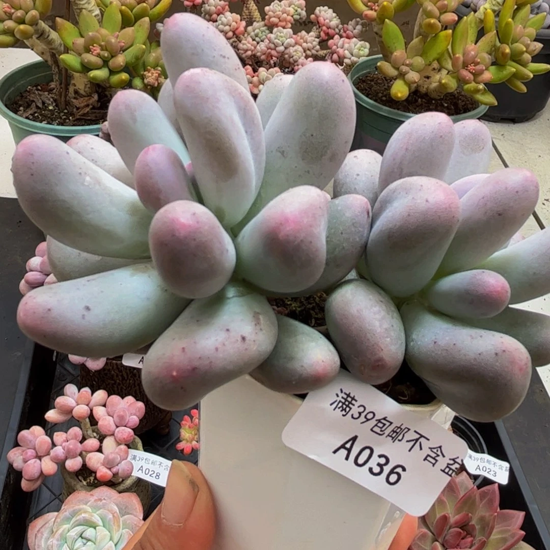 036/10cm米可奶多肉植物