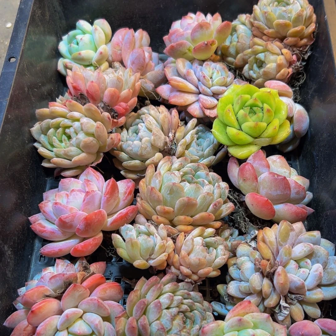 092大热的小伙伴都来q