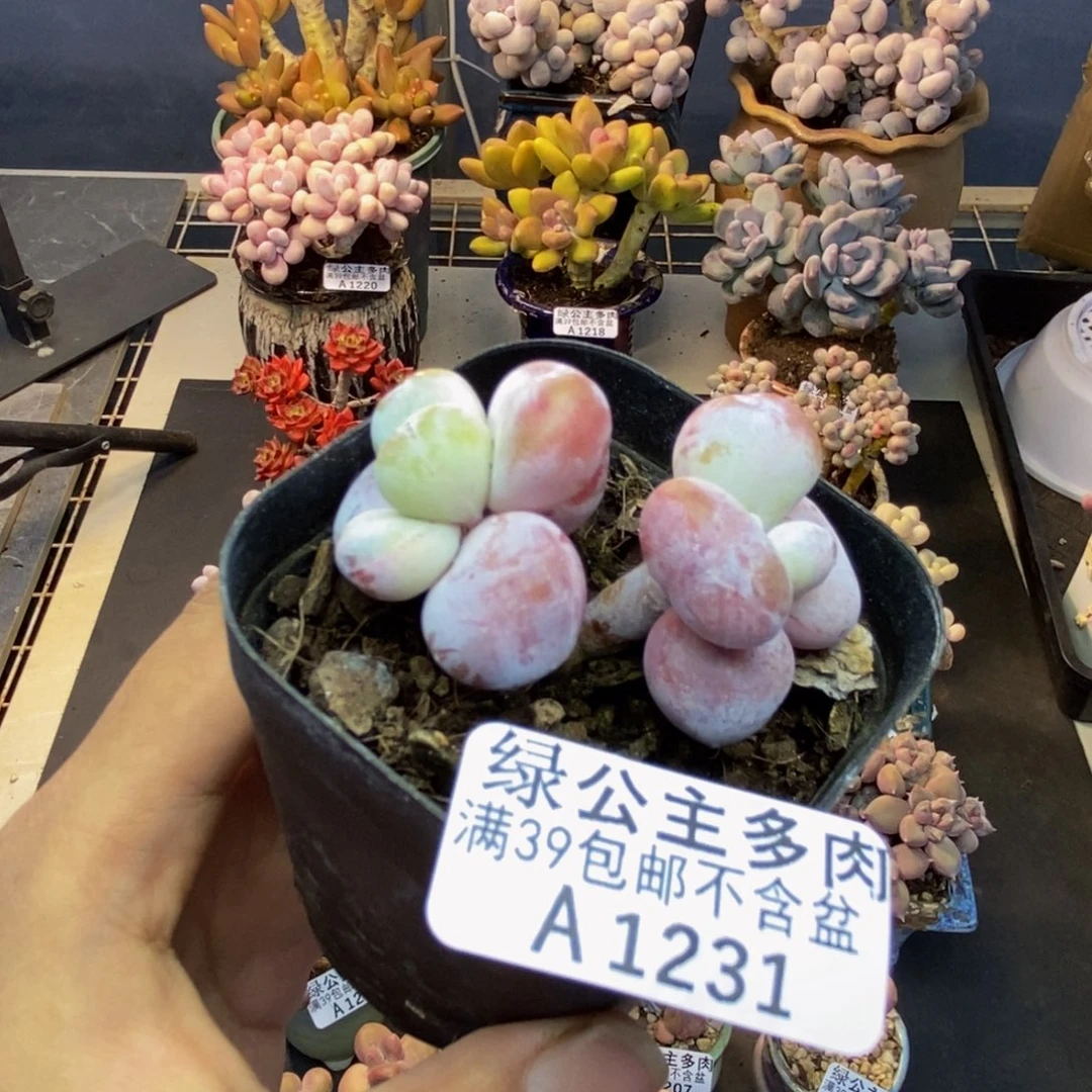 231雪美人多肉4cm