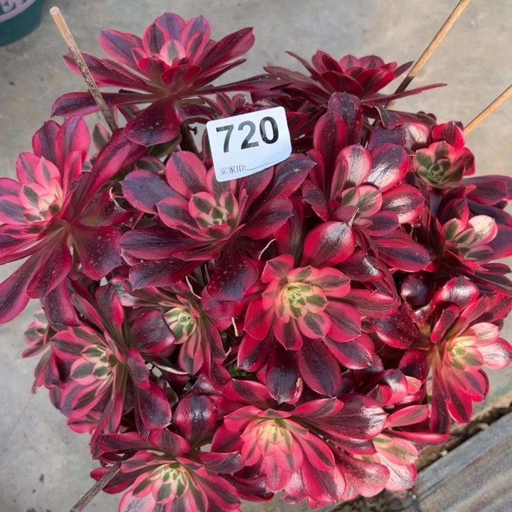 720美杜莎朵朵30厘米左右有断枝