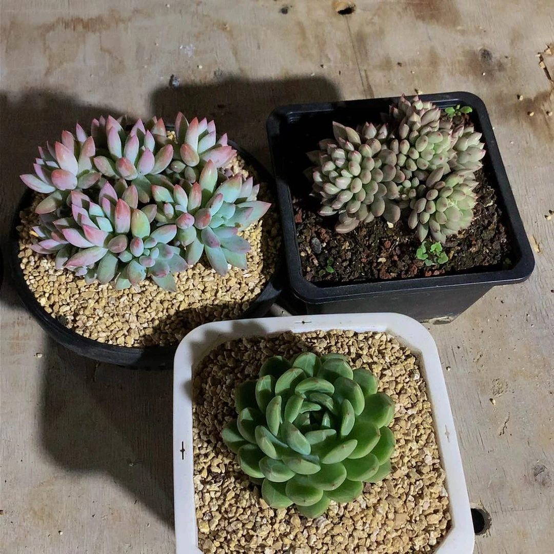 火*鸟哈哈哈哈哈哈