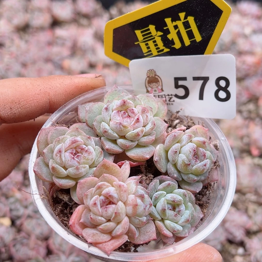 多肉植物多肉植物