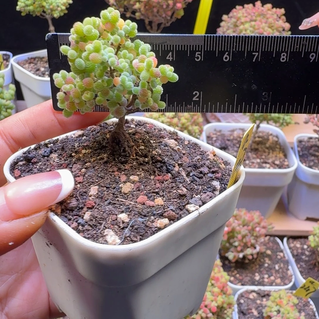 a147号橘子糖冠服3厘米左右