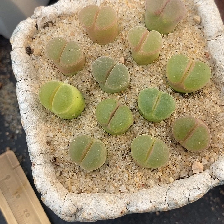 粉红女郎风铃风铃一颗。