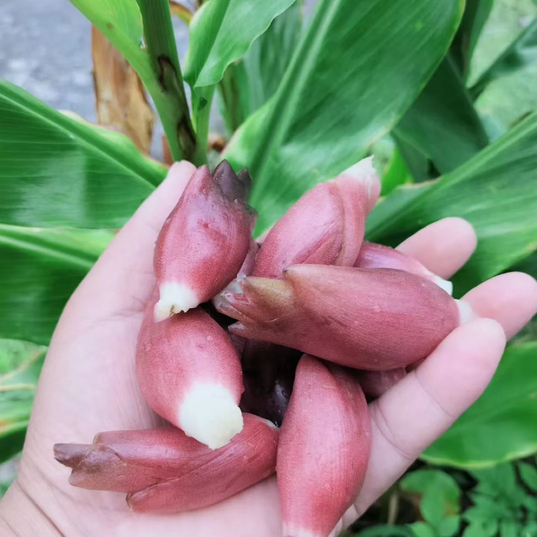 湖北恩施阳荷农家自种洋荷姜