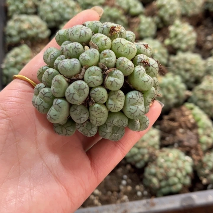 一颗猴脸群888888888888