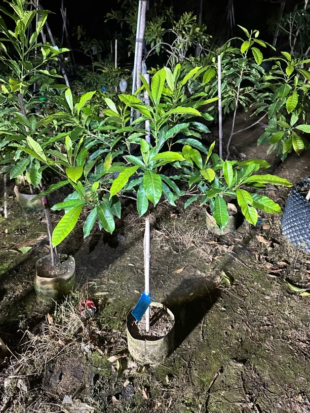 广东黄晶果熊赞 耐寒品种 单果量可以达到一斤至一斤五