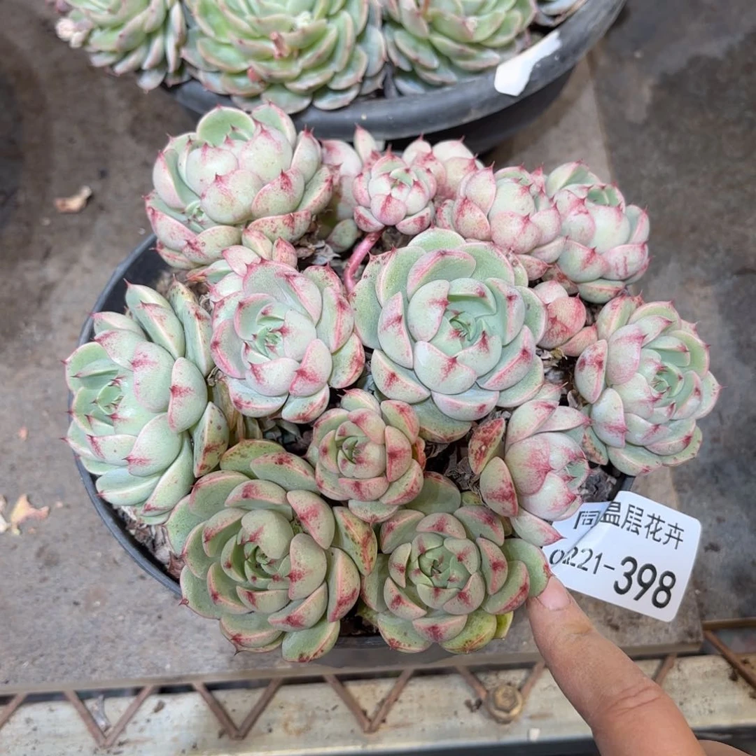 同温层多肉笨吧398