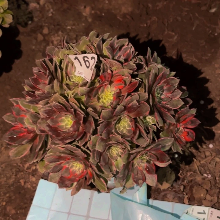 162万花筒多肉植物不售后