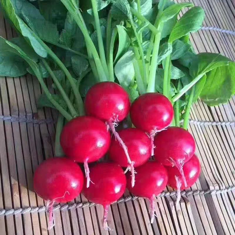 四季樱桃小萝卜新鲜小红萝卜头口感脆甜水果萝卜生吃凉拌蔬菜种.0