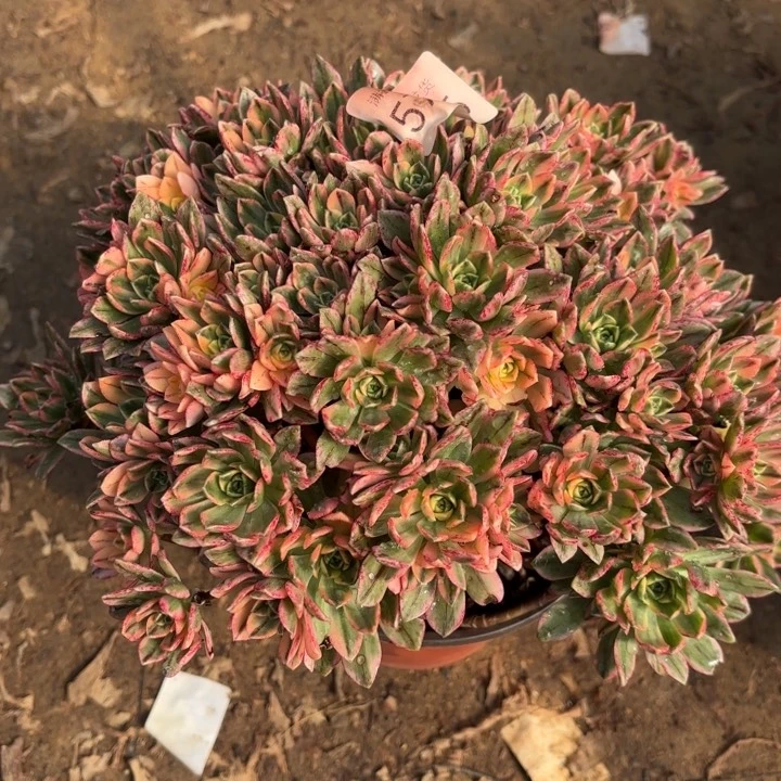 甜茶多肉法师5796