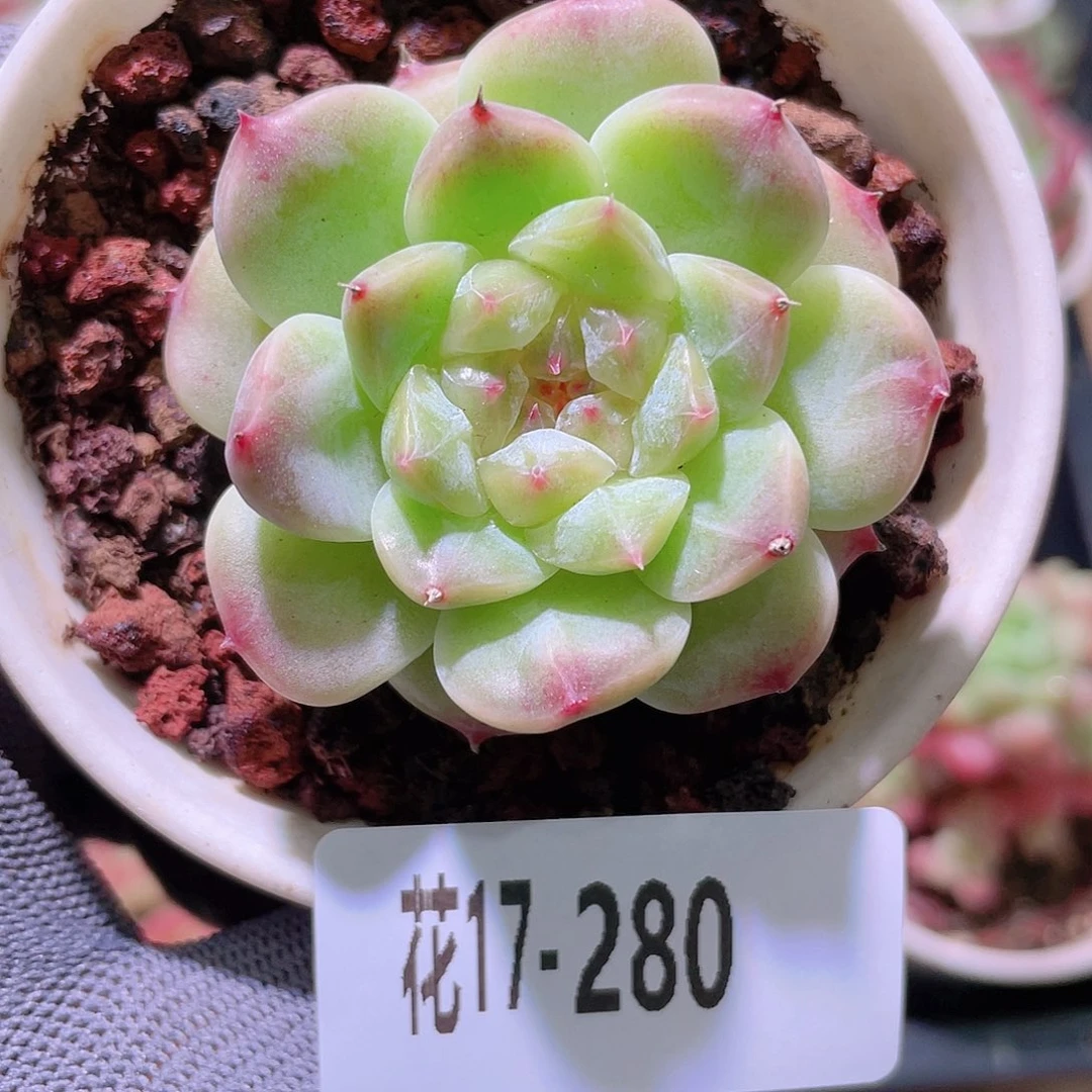 花利美17-280秘境冰魄