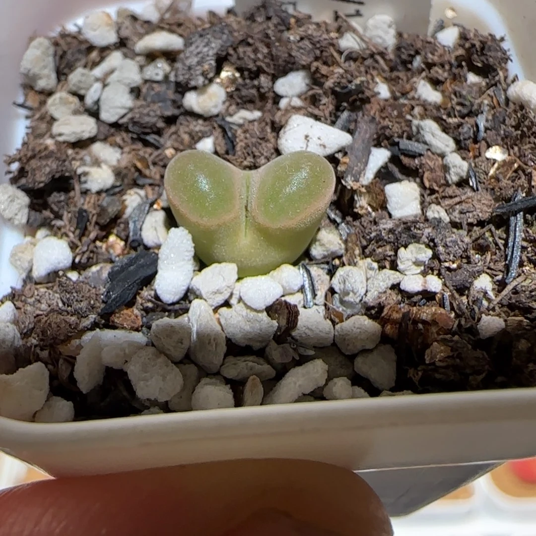 肉锥多肉植物百科-磁铁1722