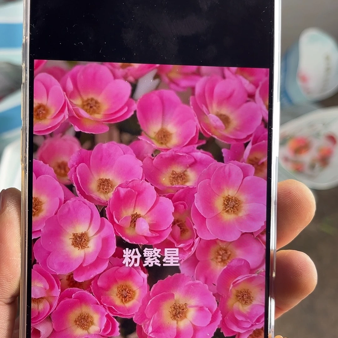 全部花苞青幕谷（粉繁星）一扎