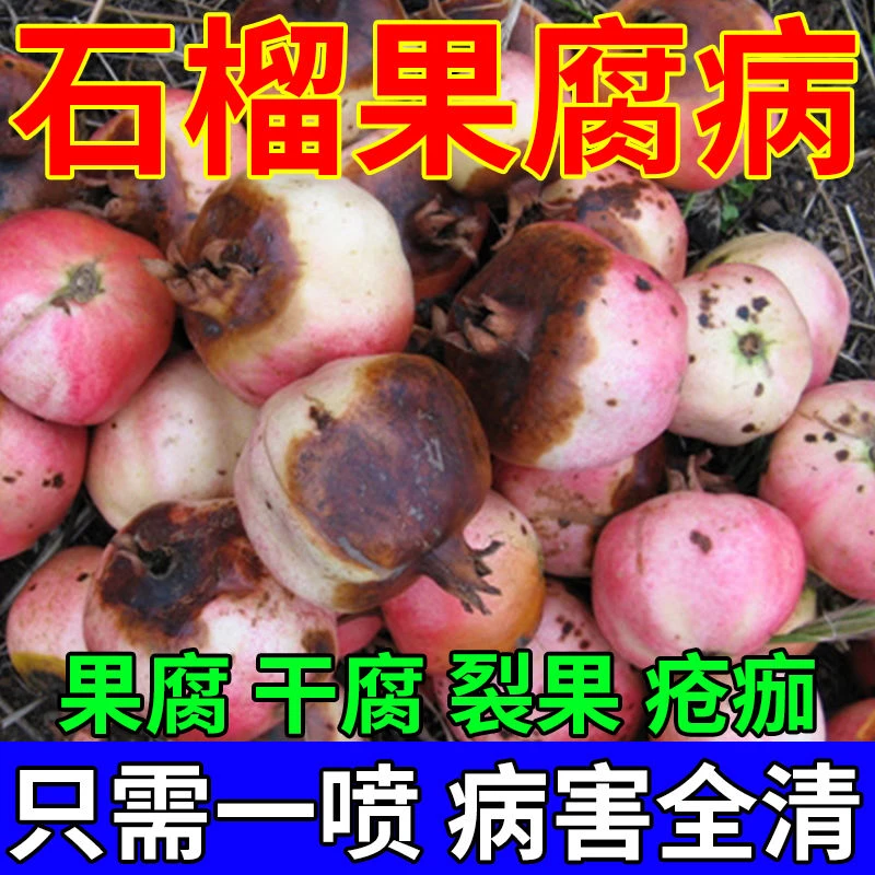 石榴病全管石榴烂果腐烂干腐病炭疽褐斑煤污黑霉干枯病专用叶面肥