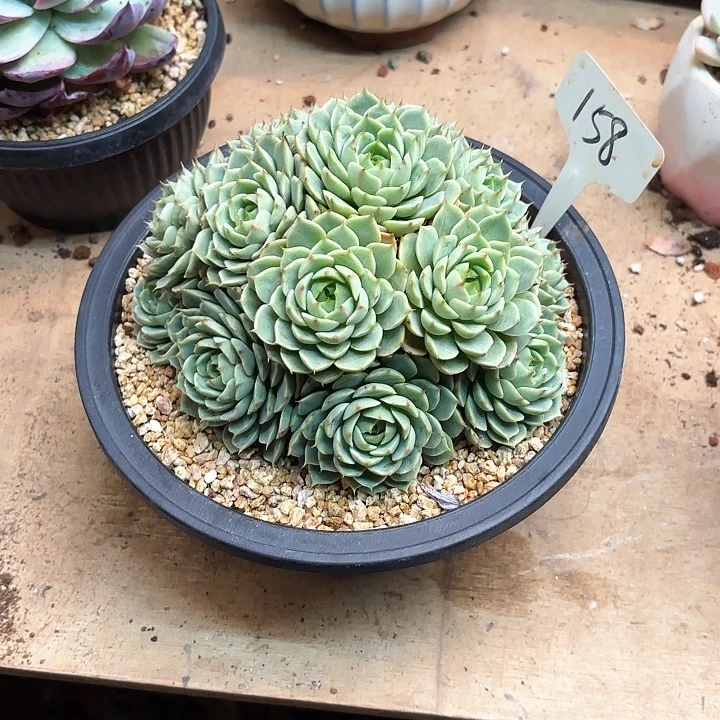 多肉植物，笨吧蒂斯158号