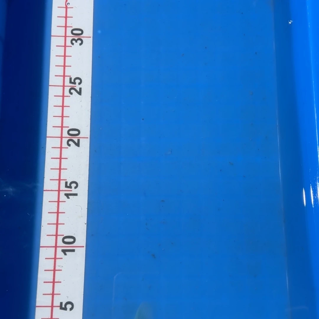 锦鲤阪井米兰四段红白