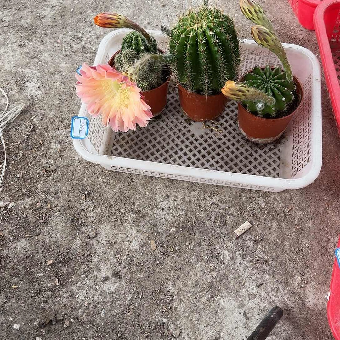 留***返无花朵彩草哈哈哈哈哈哈哈
