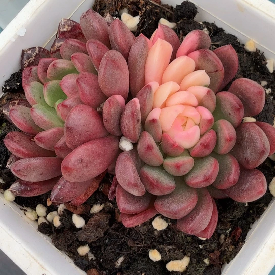 红宝石锦，多肉植物