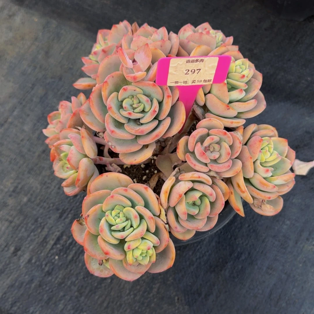 297白月光肉肉肉肉肉