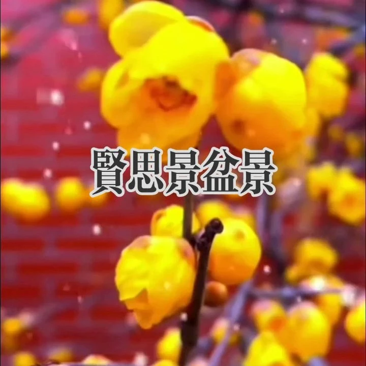 黄色重瓣浓香型腊梅树苗冬季耐寒可盆栽地栽花卉绿植盆栽花卉盆栽