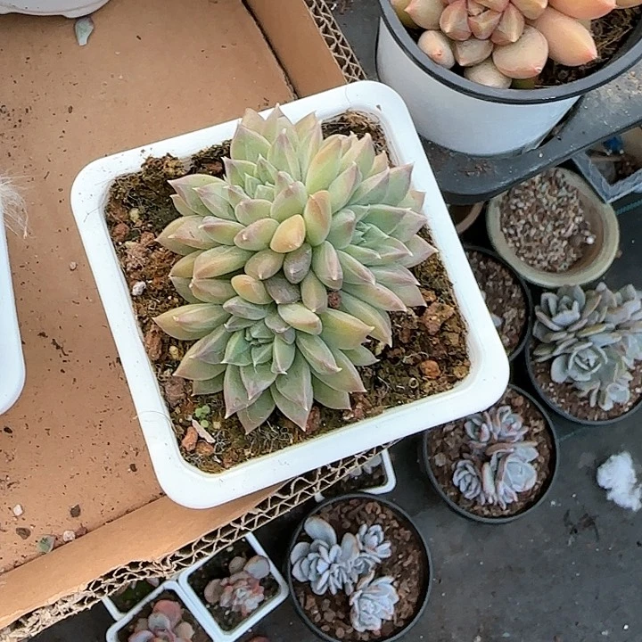 心****师青蛙王子儿童牙膏111