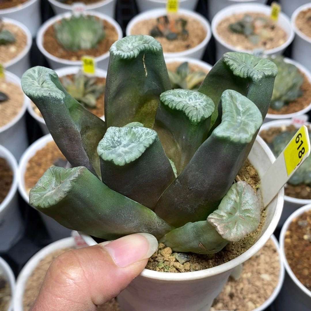 618三色万象一物一拍