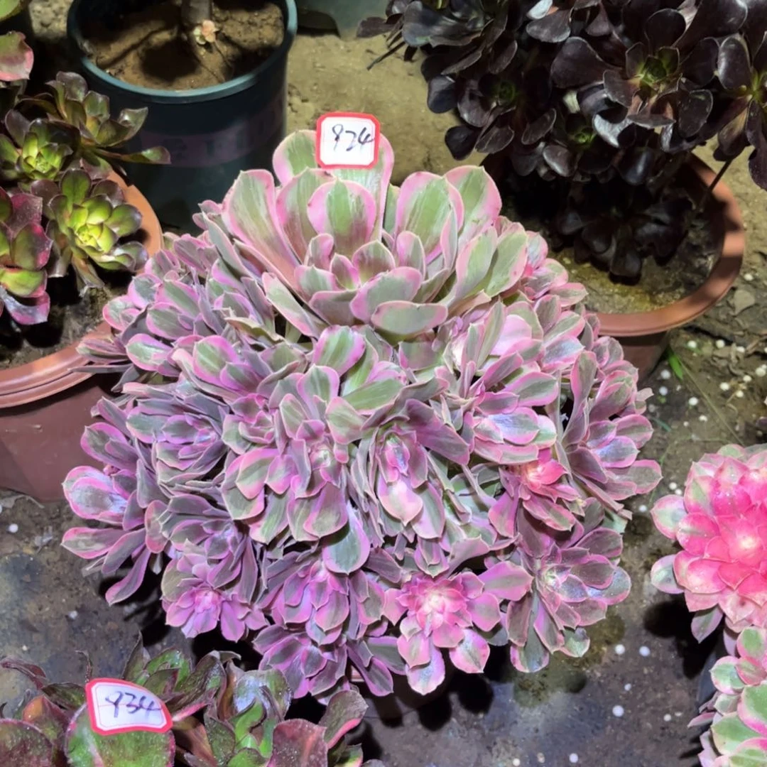 924多肉植物男神法师