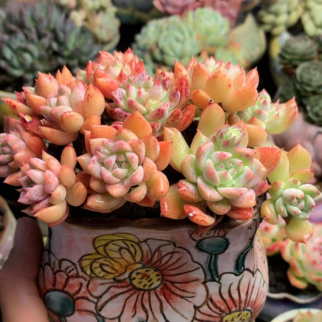 【闪购商品】亦草带盆