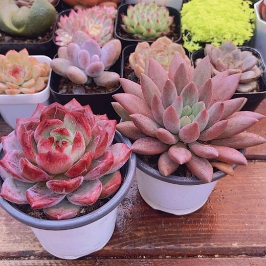 大红蜻蜓➕大夜魔侠➕1土