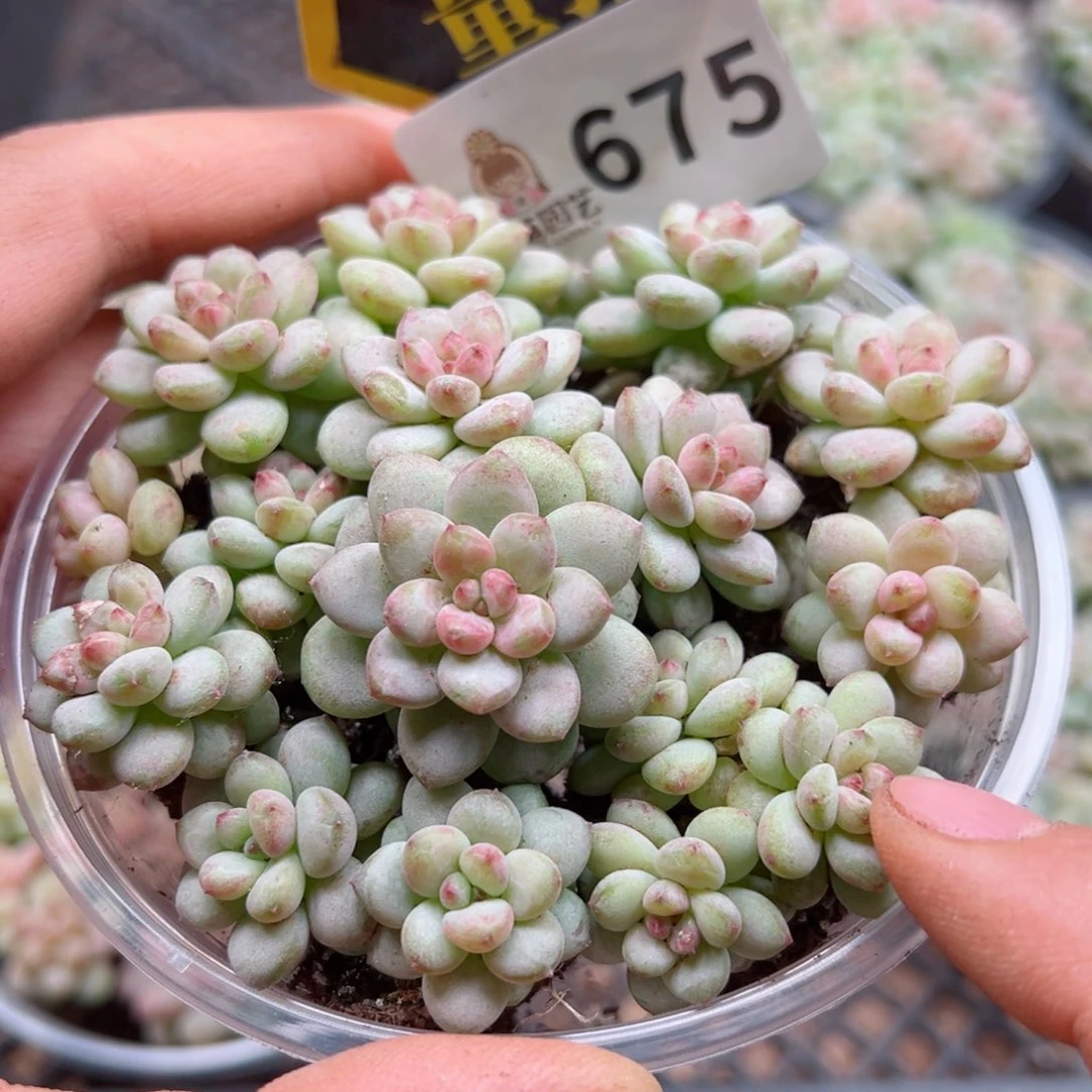 多肉植物多肉植物