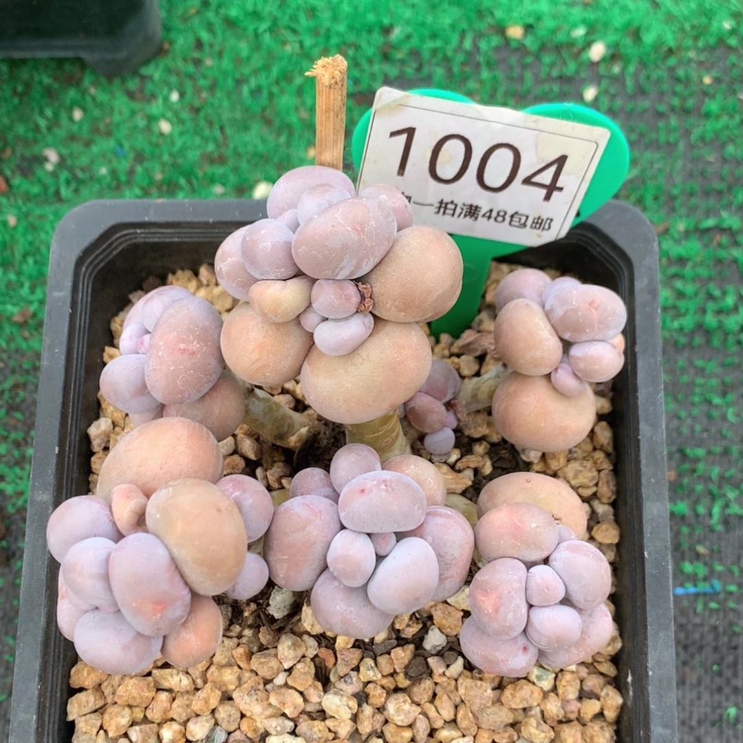 烟美人老桩无砍1004