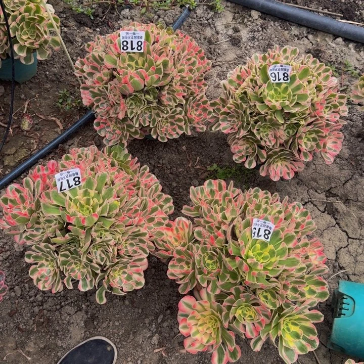 善***意初恋花25-41包邮花花