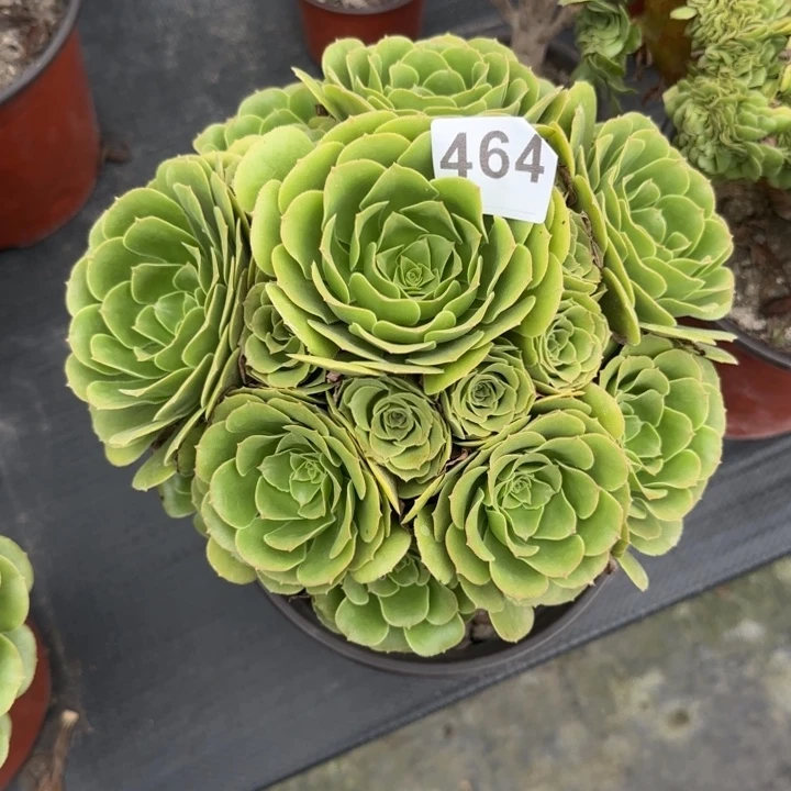 花***圆多肉植物提取精华464