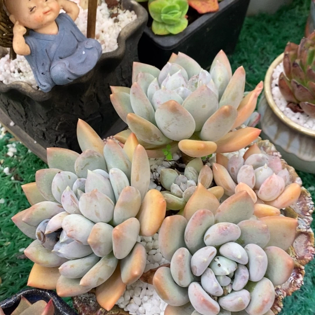 胖美人多肉植物盆栽