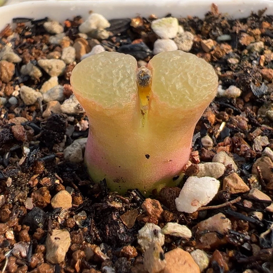 077多肉植物百科