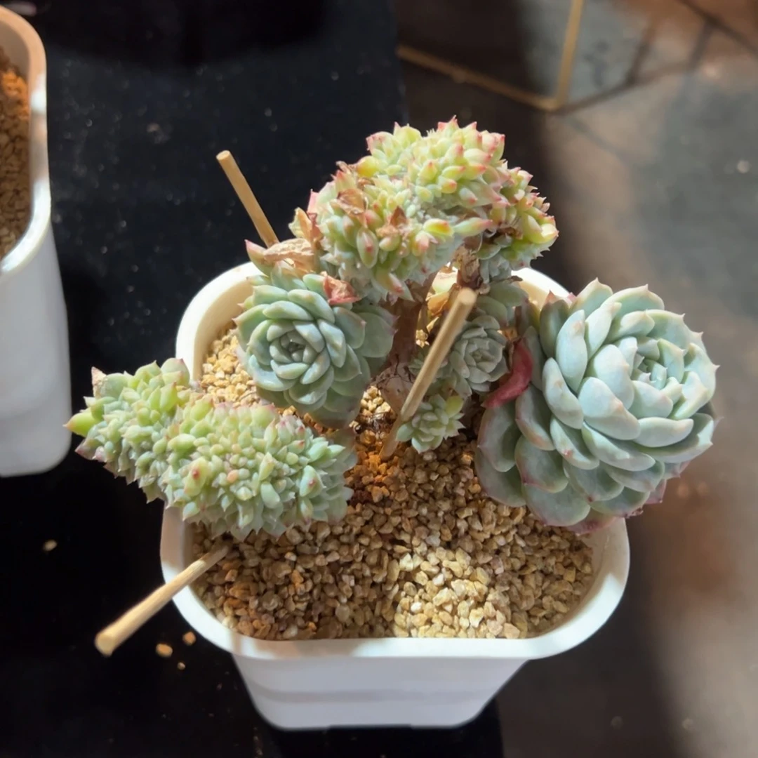 新年快乐 新年快乐 新年快乐