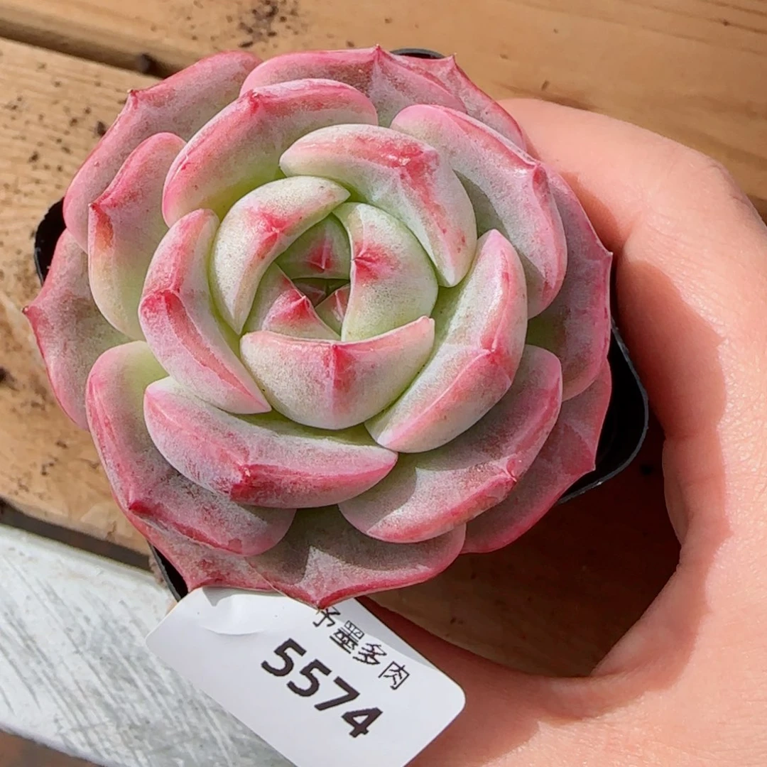 繁花，5574多肉植物