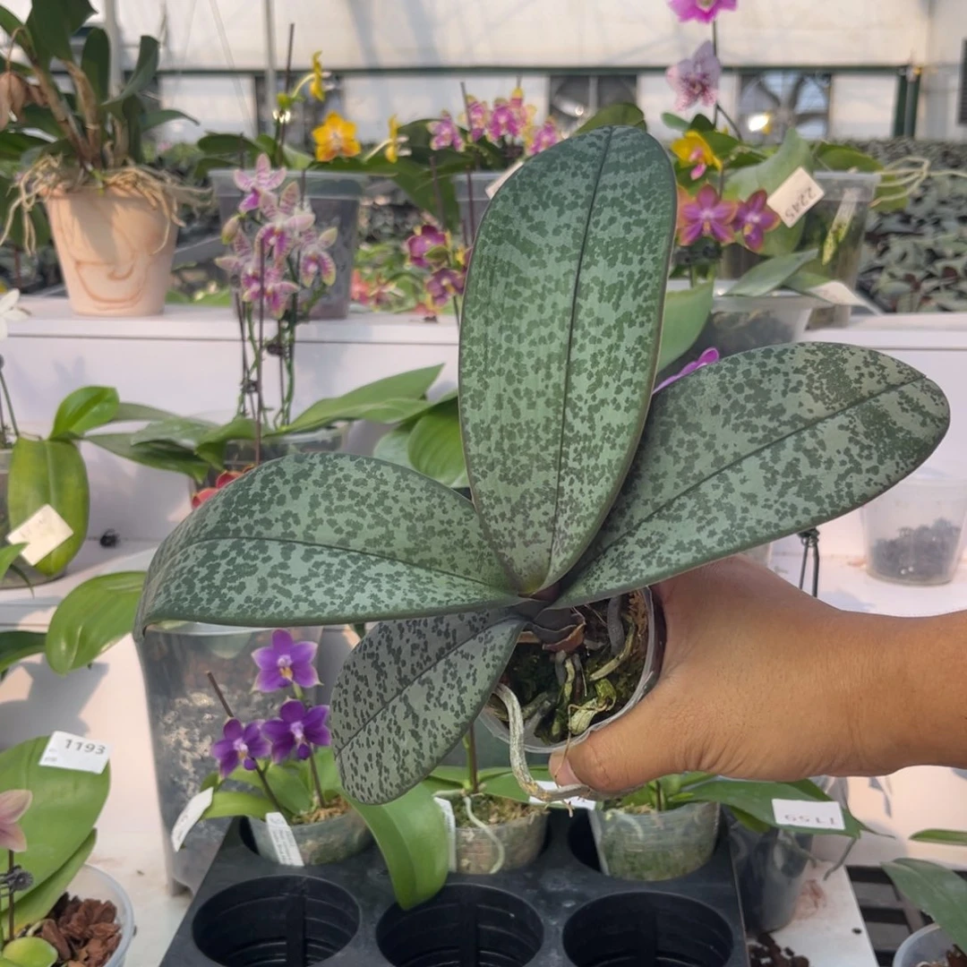 完全开放1154 2.5寸抽梗 606脉纹西 一物一拍