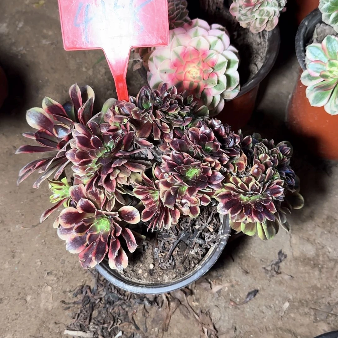 4158嘉丽缀化多肉