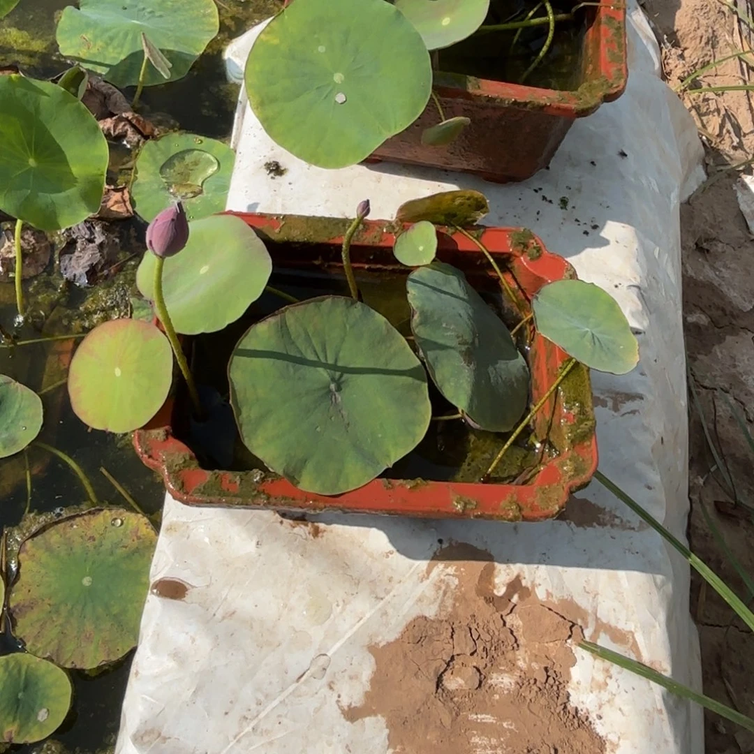 当前无花朵，栽培后可花朵菠*?紫气东来成品297号