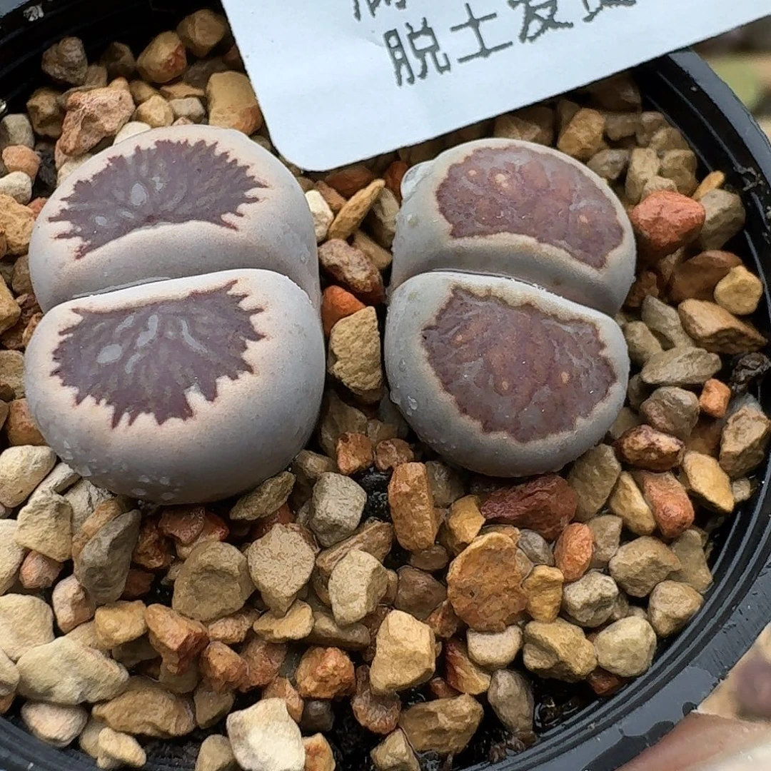 546多肉哈哈哈哈哈哈哈