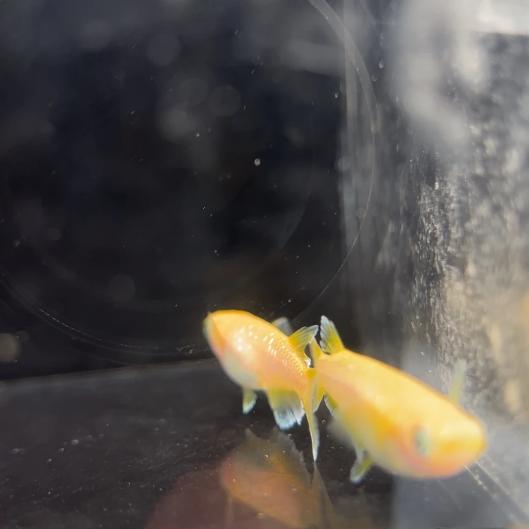 青鳉鱼269酥油灯一对