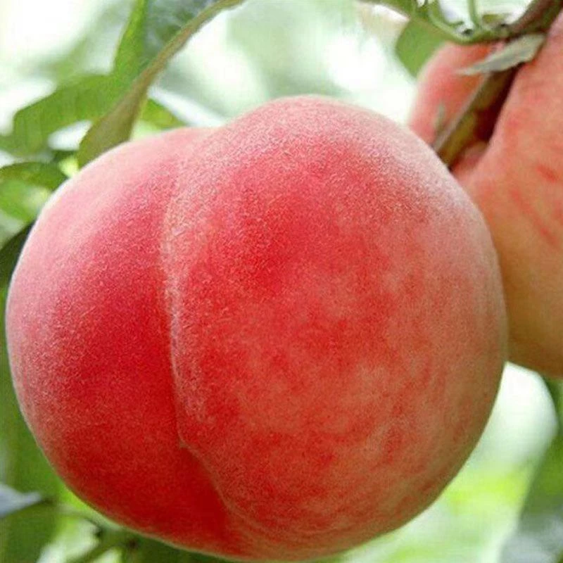 蒙阴蜜桃纯甜红毛桃现摘现发孕妇水果软脆两吃