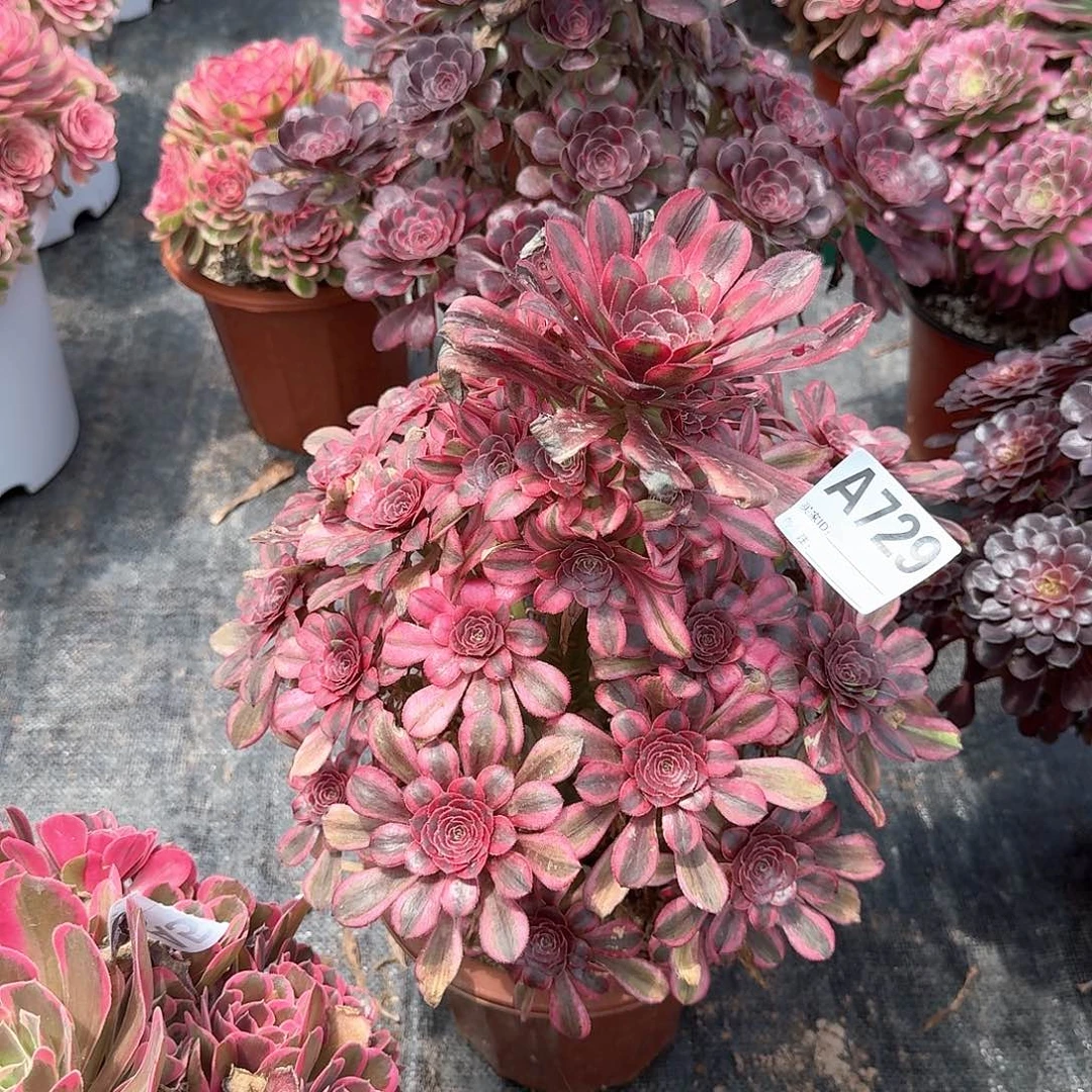 ****灵粉香奈儿丽娜寄养729