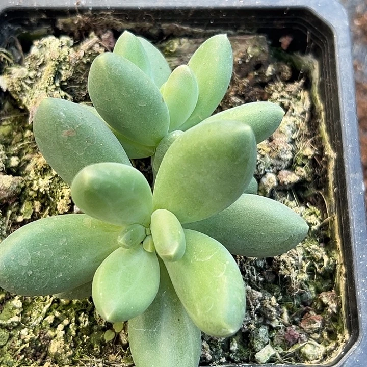 蓝眼睛个体美人一物自拍